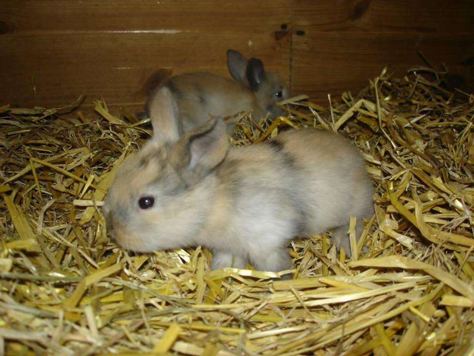 Kanin Peanut Butter Me Up billede 2