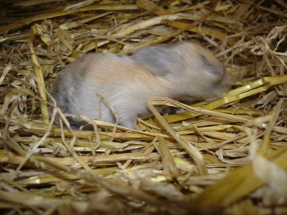 Kanin Peanut Butter Me Up billede 3