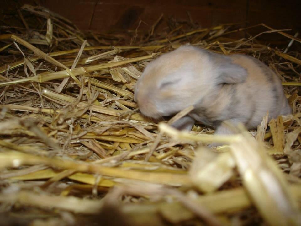 Kanin Peanut Butter Me Up billede 4