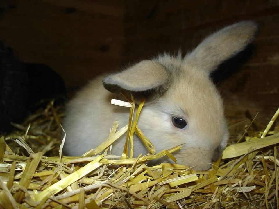 Kanin Peanut Butter Me Up billede 5