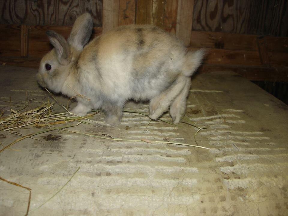 Kanin Peanut Butter Me Up billede 6