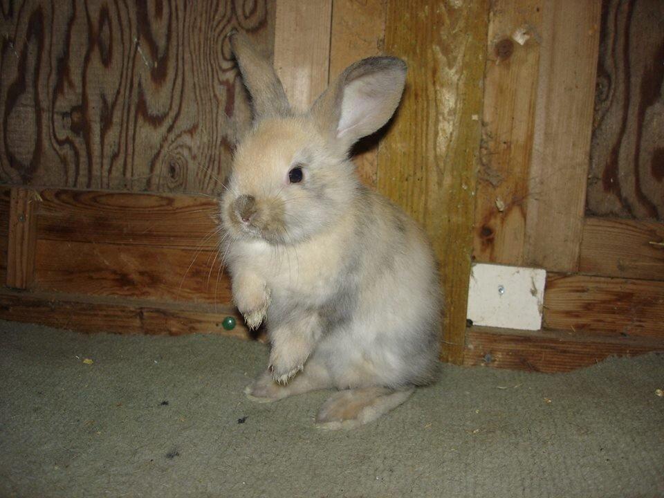 Kanin Peanut Butter Me Up billede 7