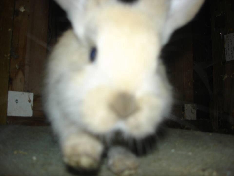 Kanin Peanut Butter Me Up billede 8