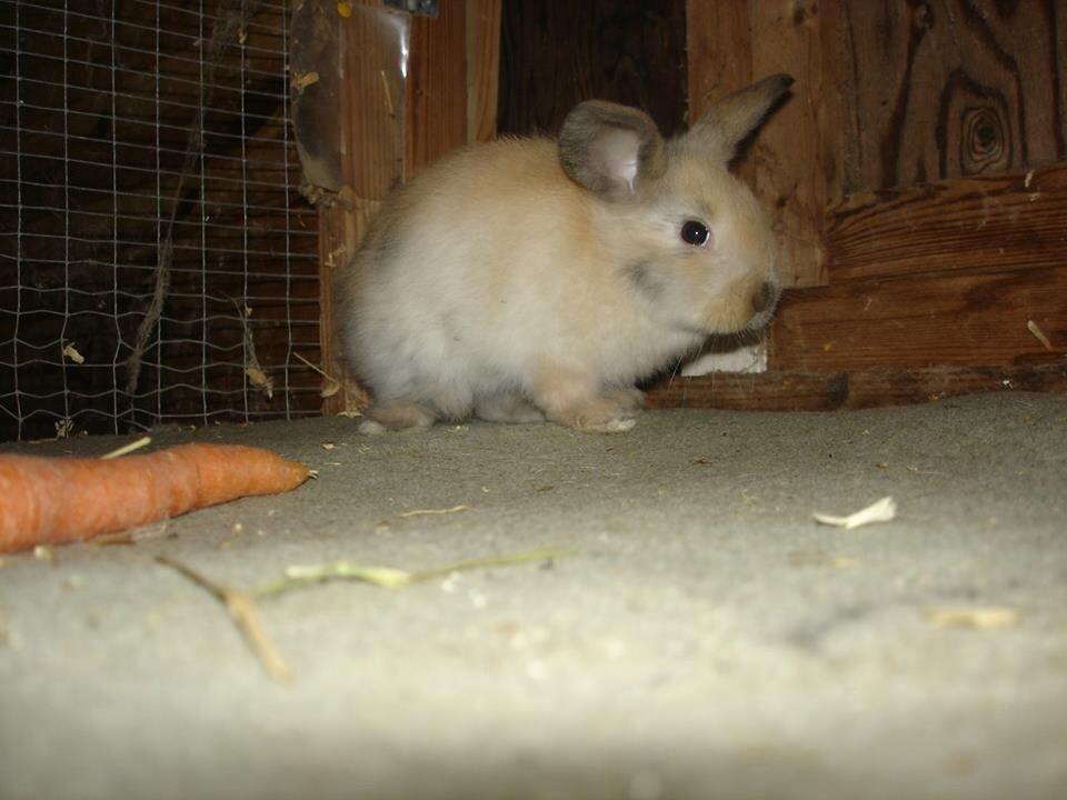 Kanin Peanut Butter Me Up billede 9