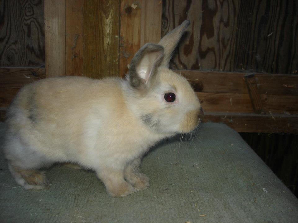 Kanin Peanut Butter Me Up billede 10