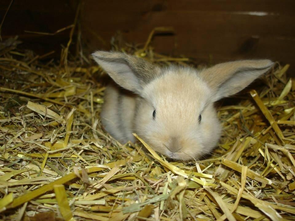 Kanin Peanut Butter Me Up billede 11