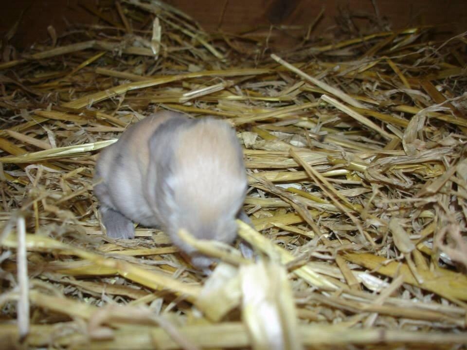 Kanin Peanut Butter Me Up billede 12