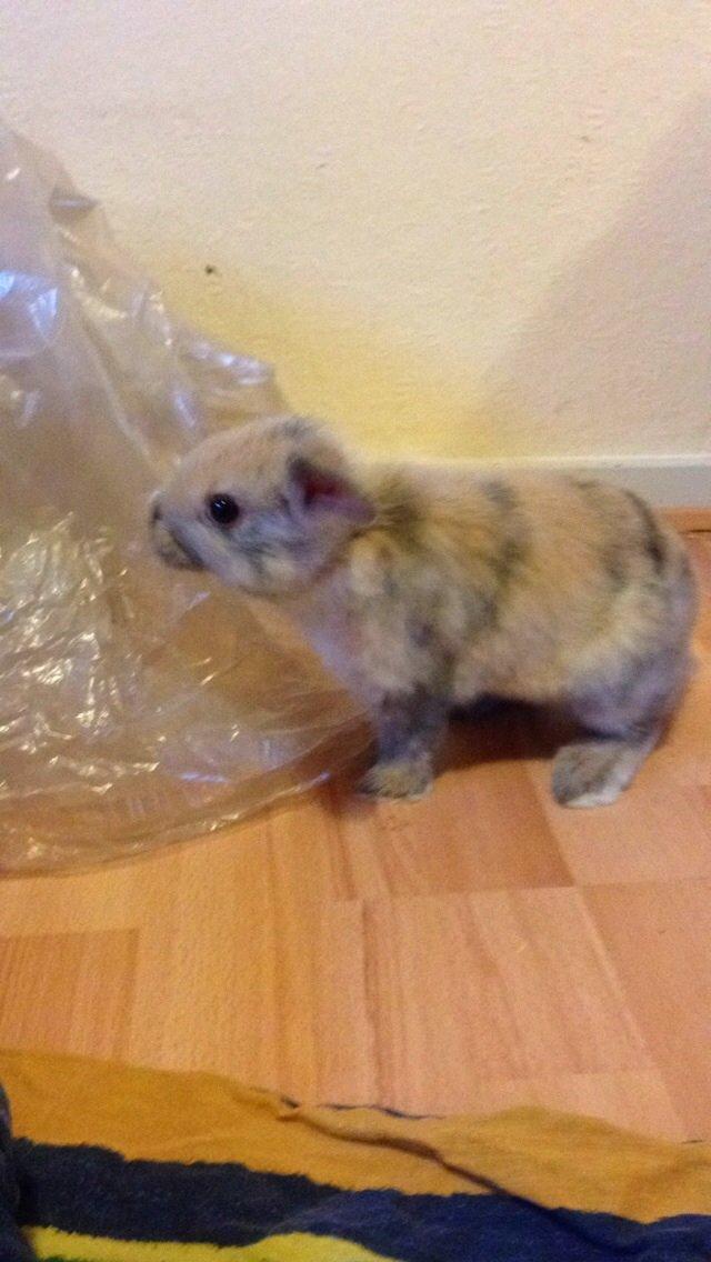 Kanin Peanut Butter Me Up billede 13