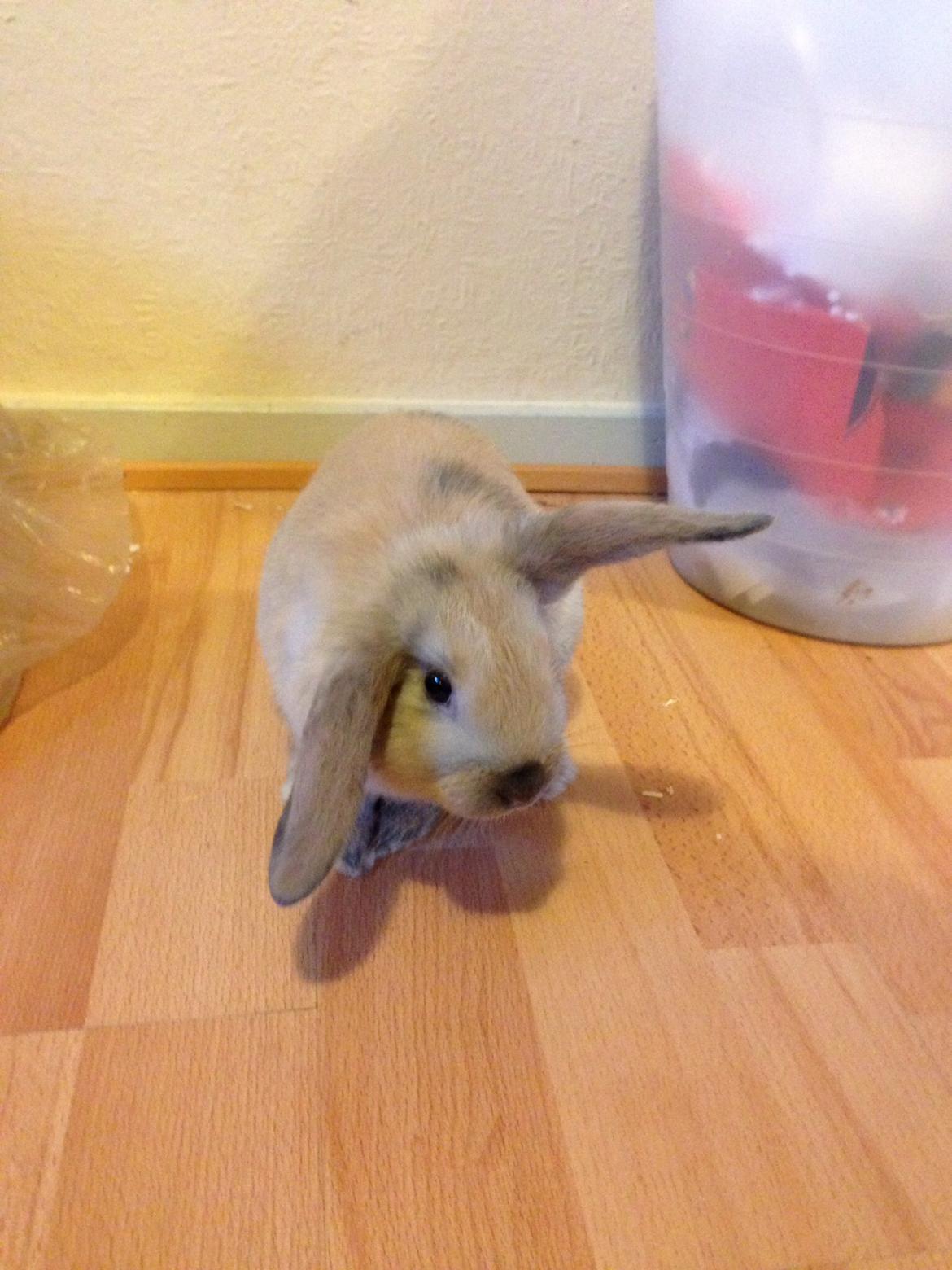 Kanin Peanut Butter Me Up billede 14