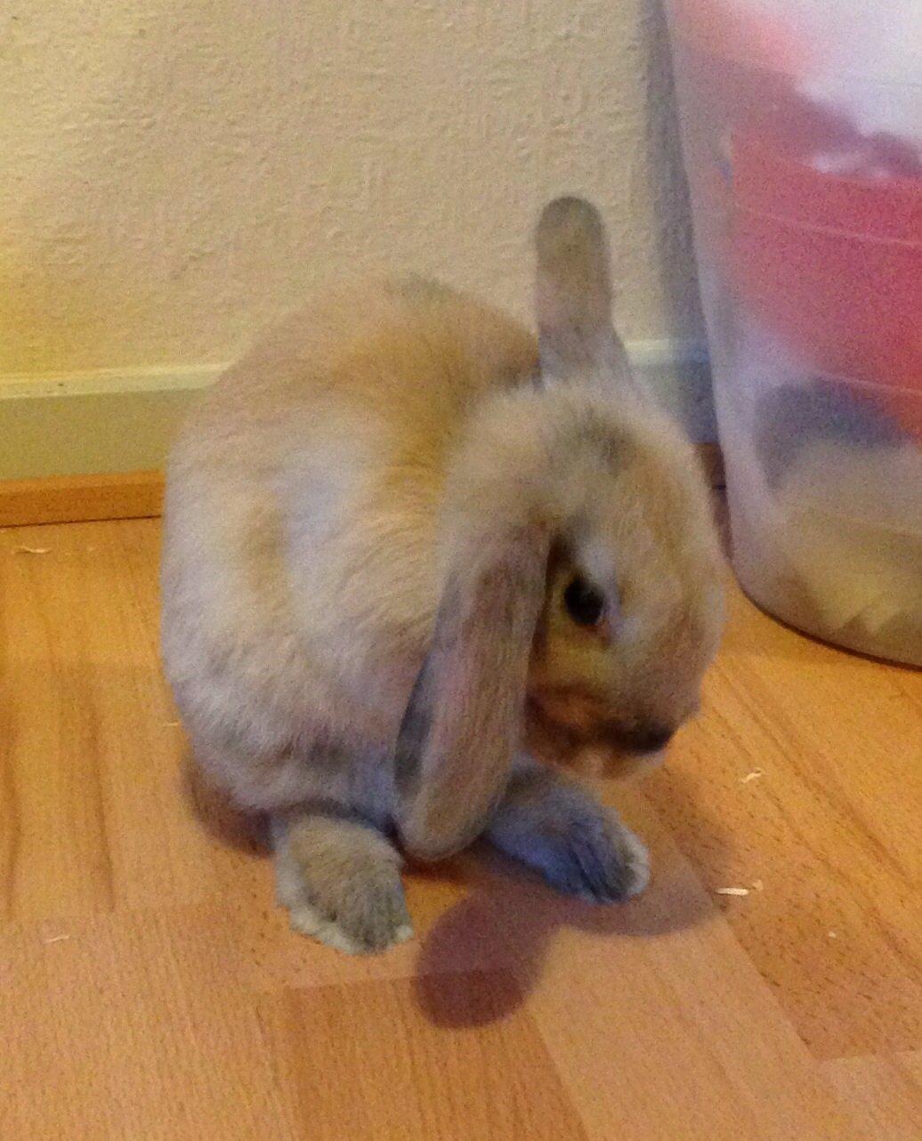 Kanin Peanut Butter Me Up billede 15