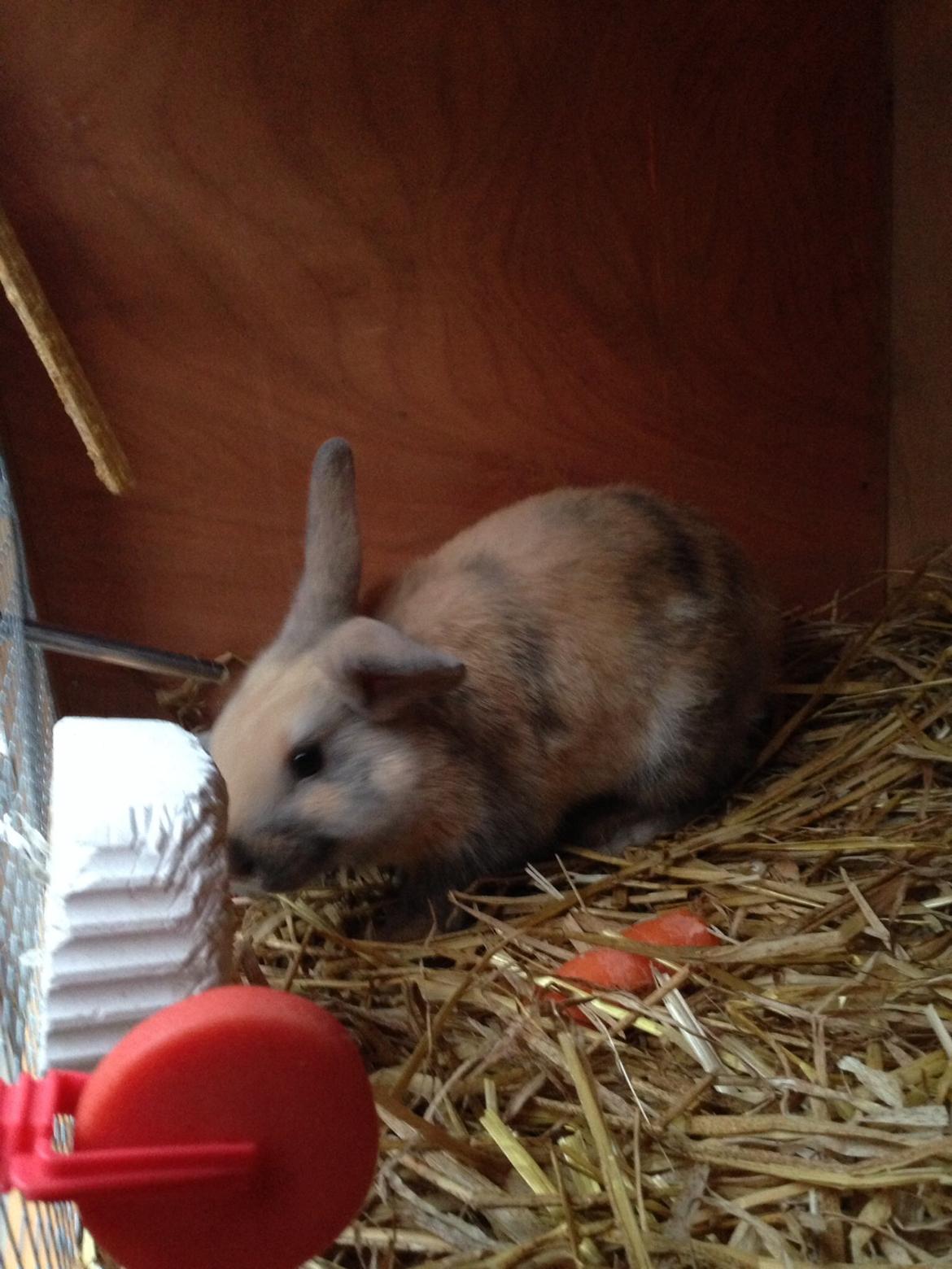 Kanin Peanut Butter Me Up billede 16