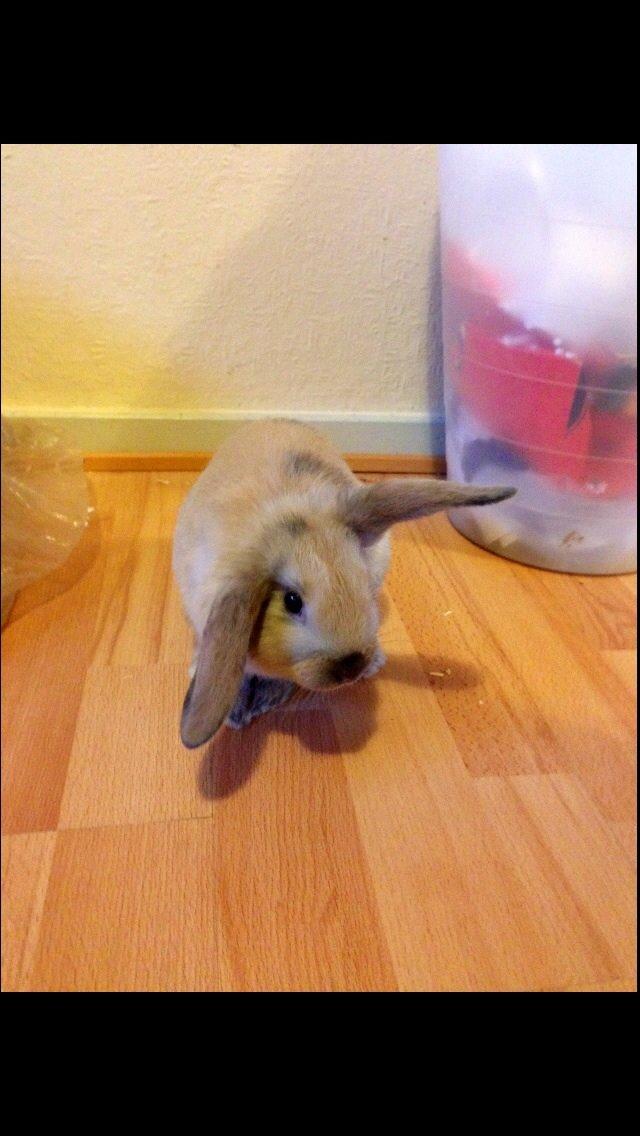 Kanin Peanut Butter Me Up billede 17