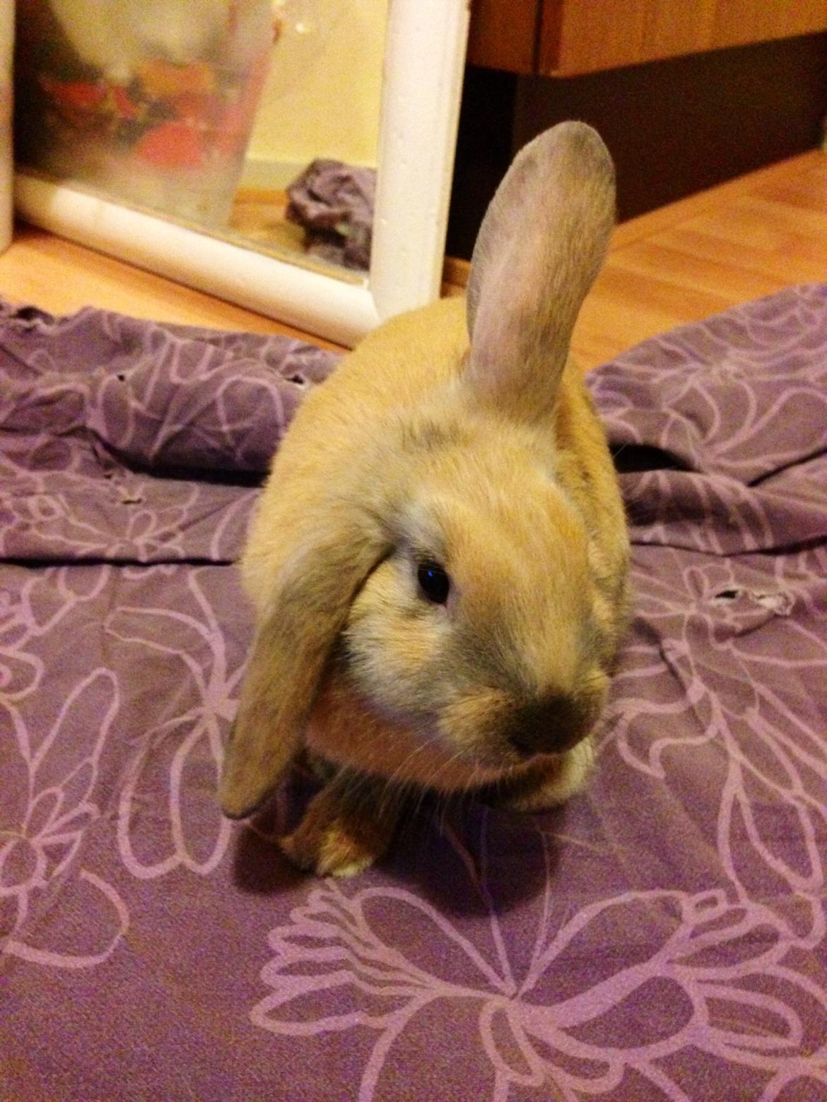 Kanin Peanut Butter Me Up billede 18