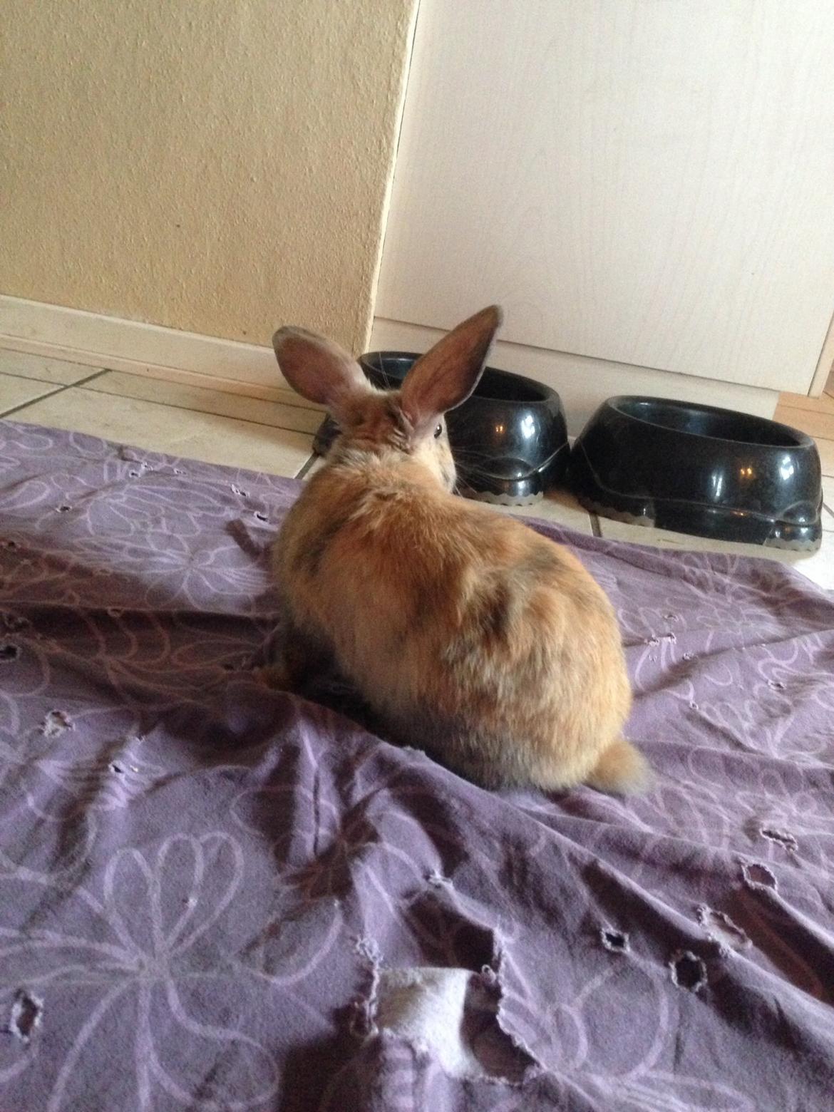 Kanin Peanut Butter Me Up billede 19