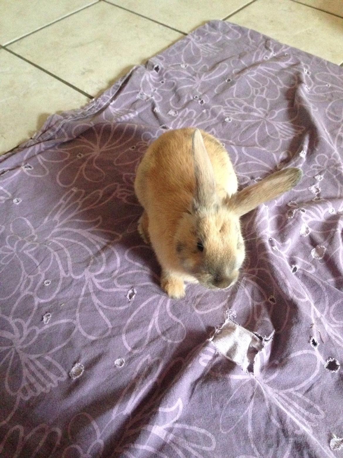 Kanin Peanut Butter Me Up billede 20