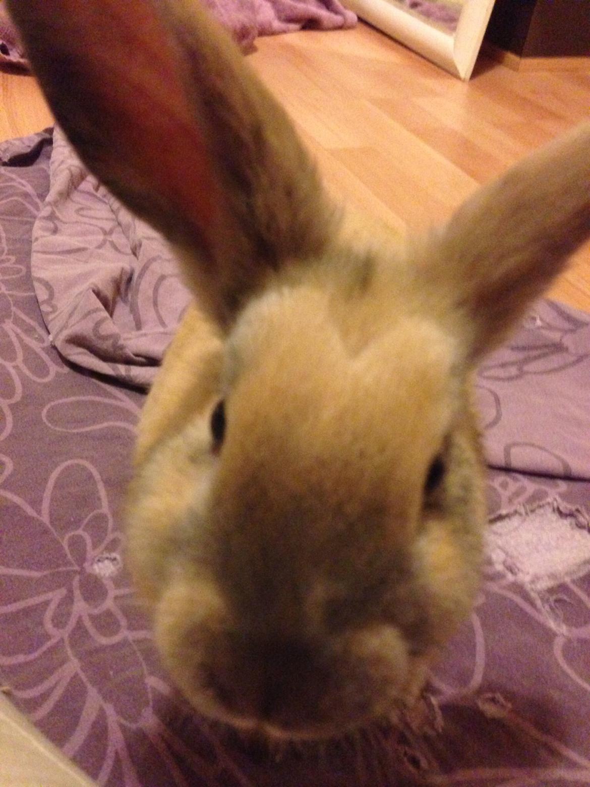 Kanin Peanut Butter Me Up billede 21