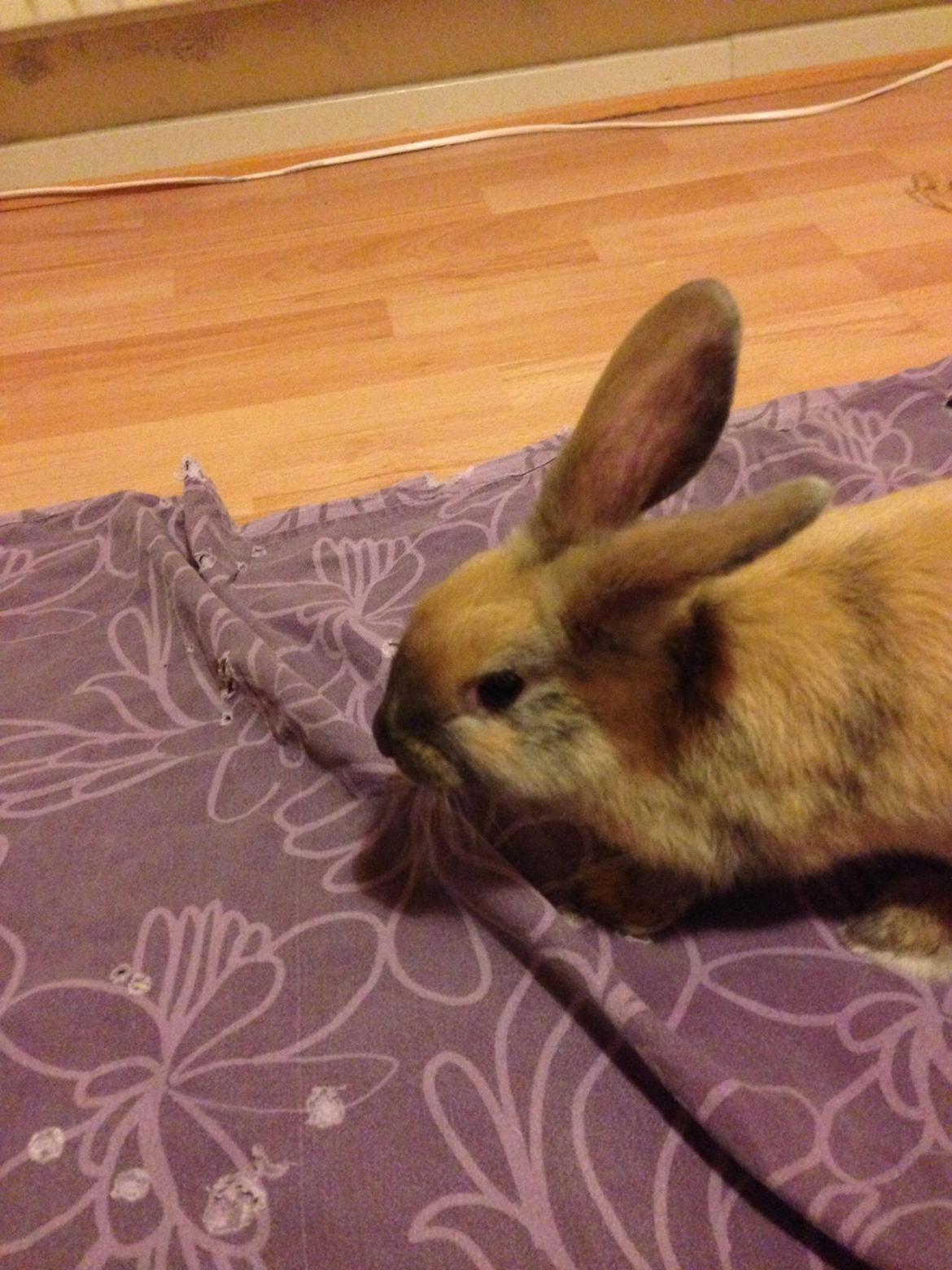 Kanin Peanut Butter Me Up billede 22