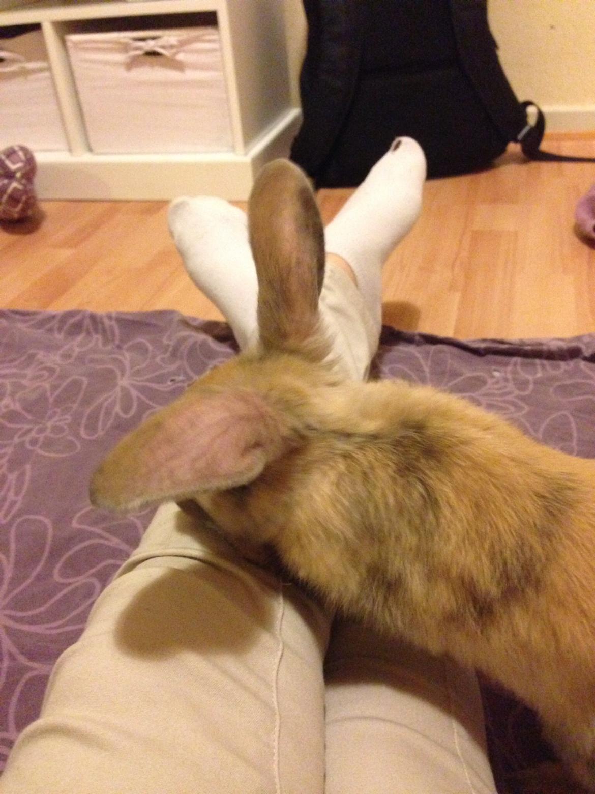 Kanin Peanut Butter Me Up billede 23