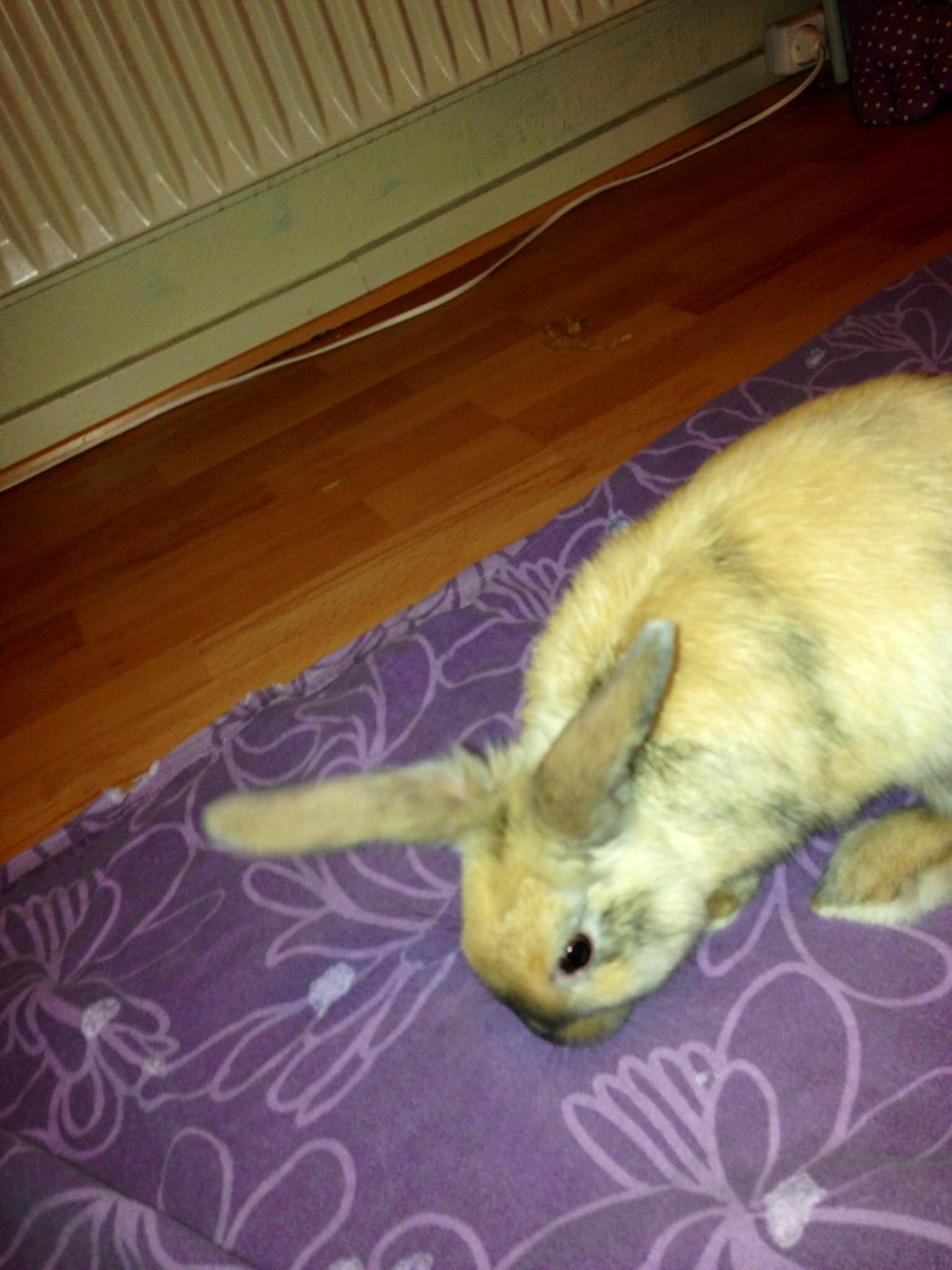 Kanin Peanut Butter Me Up billede 24