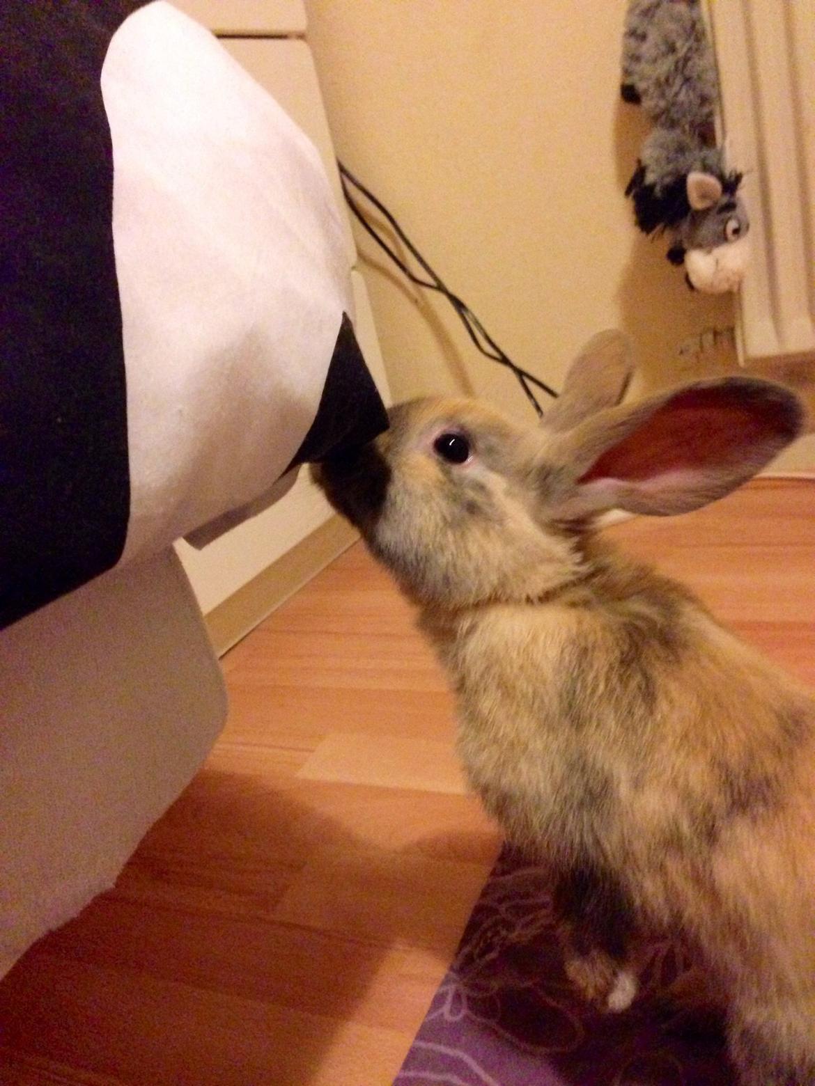 Kanin Peanut Butter Me Up billede 25