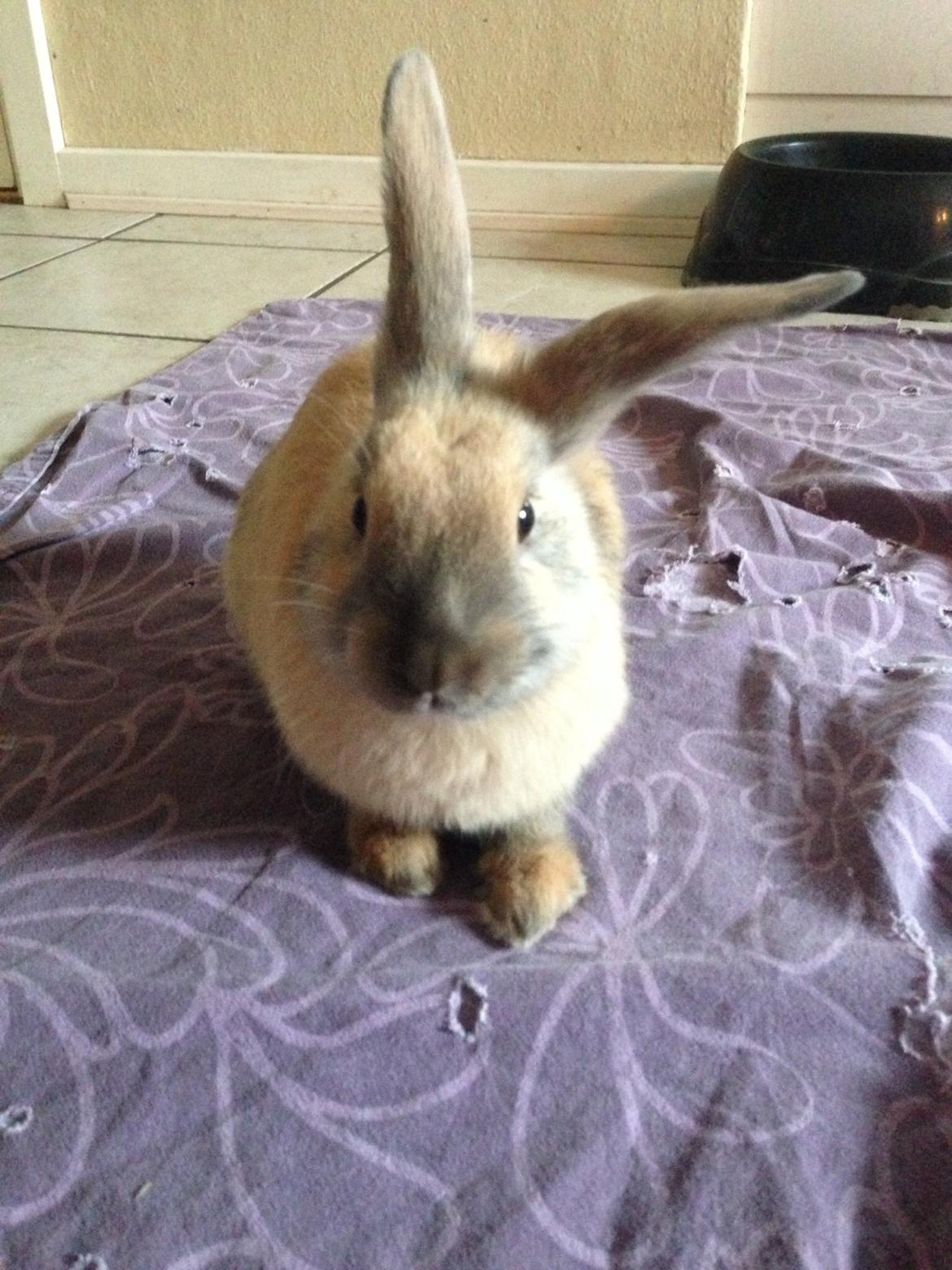 Kanin Peanut Butter Me Up billede 26