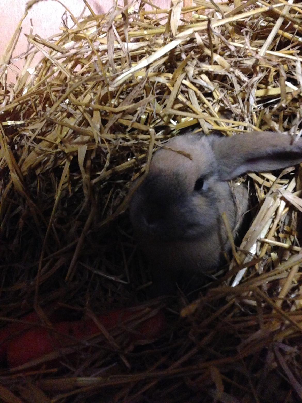 Kanin Peanut Butter Me Up billede 27