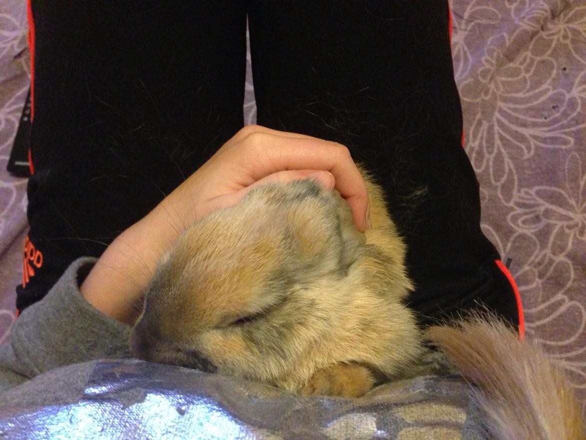 Kanin Peanut Butter Me Up billede 28