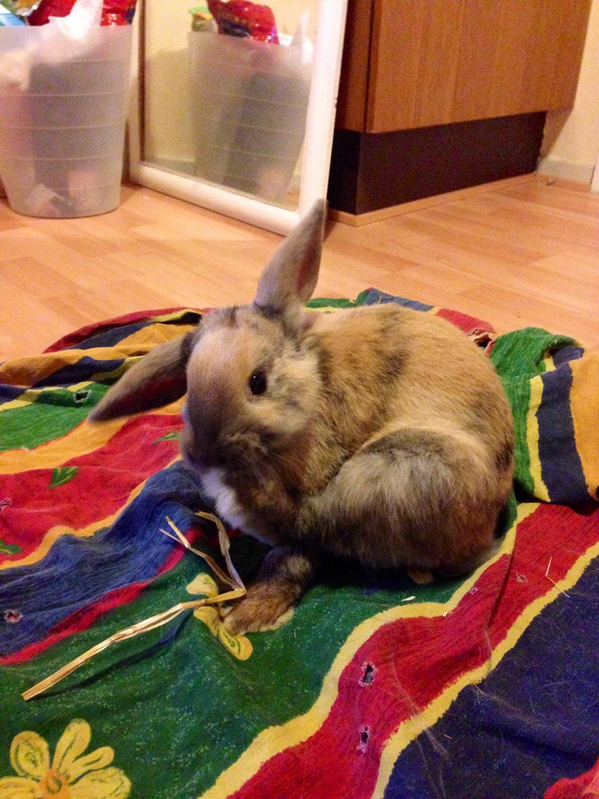 Kanin Peanut Butter Me Up billede 29