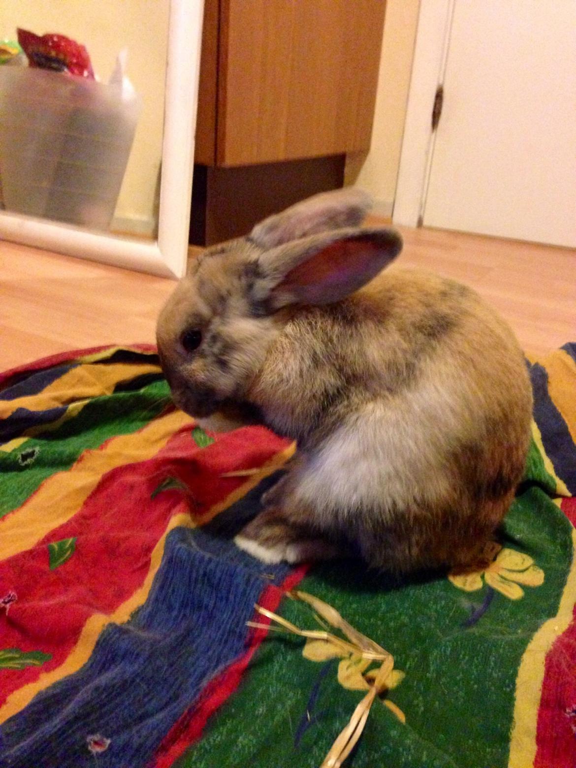 Kanin Peanut Butter Me Up billede 30