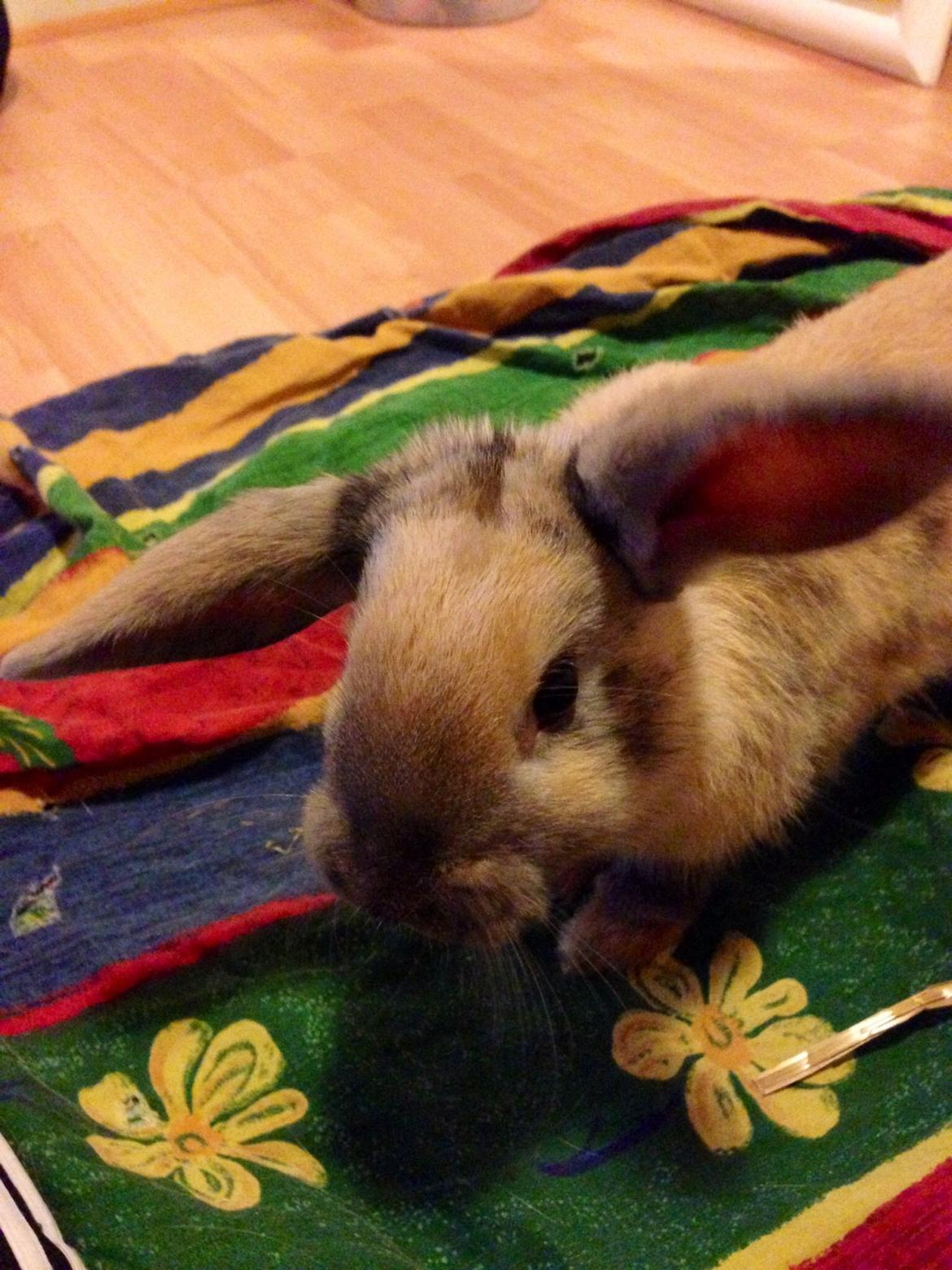 Kanin Peanut Butter Me Up billede 31