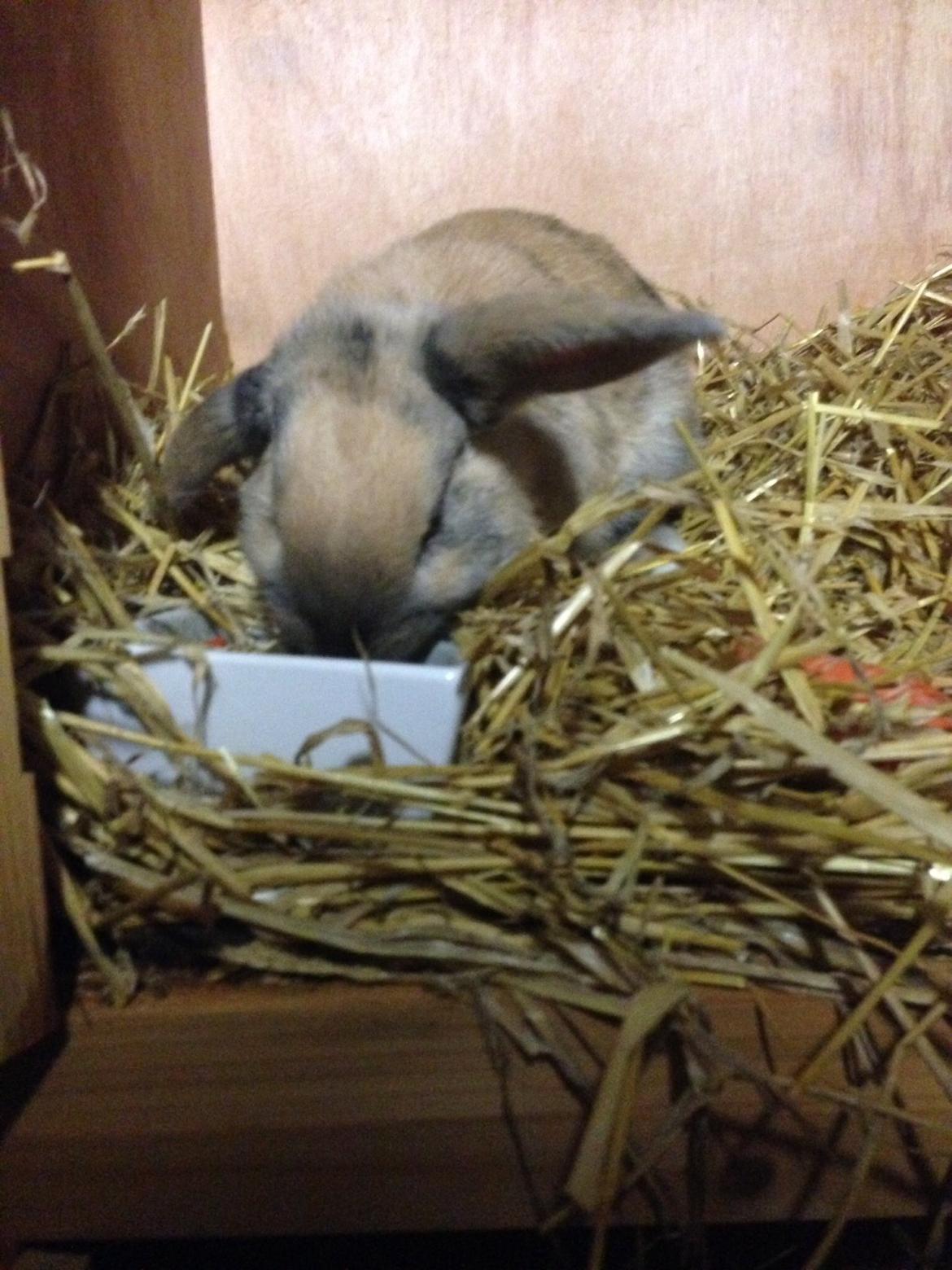 Kanin Peanut Butter Me Up billede 32