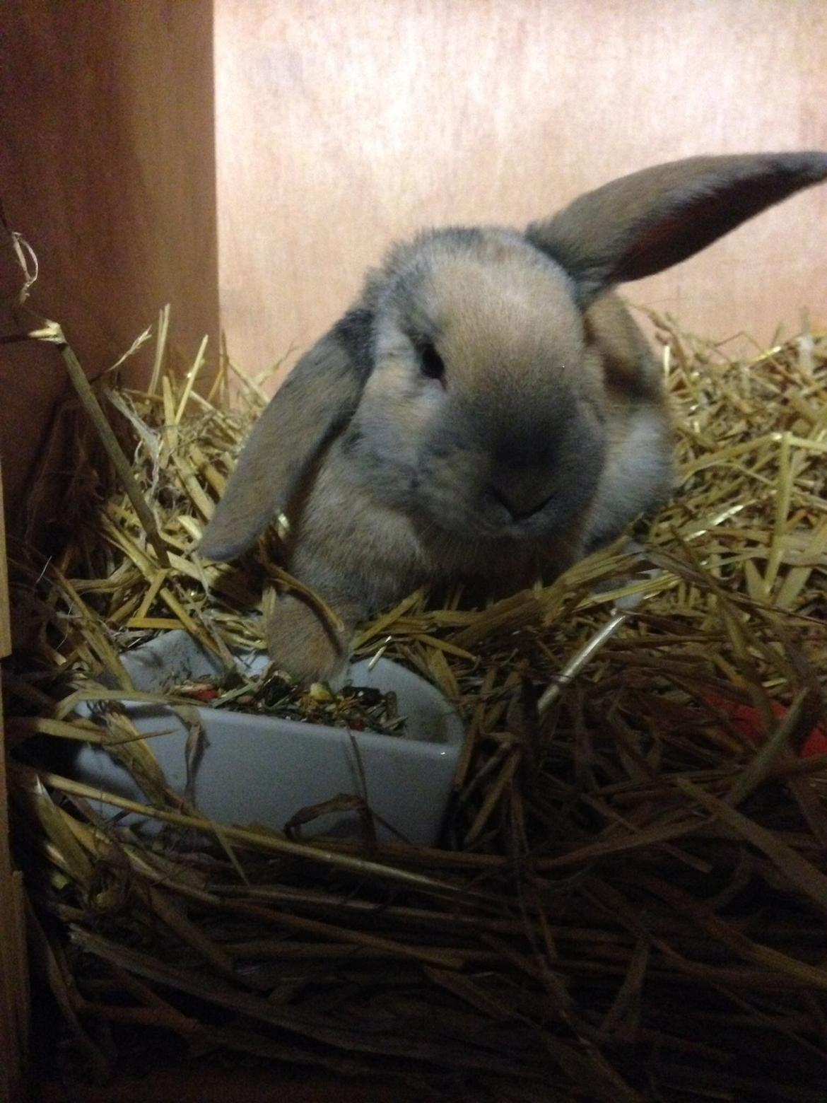 Kanin Peanut Butter Me Up billede 33