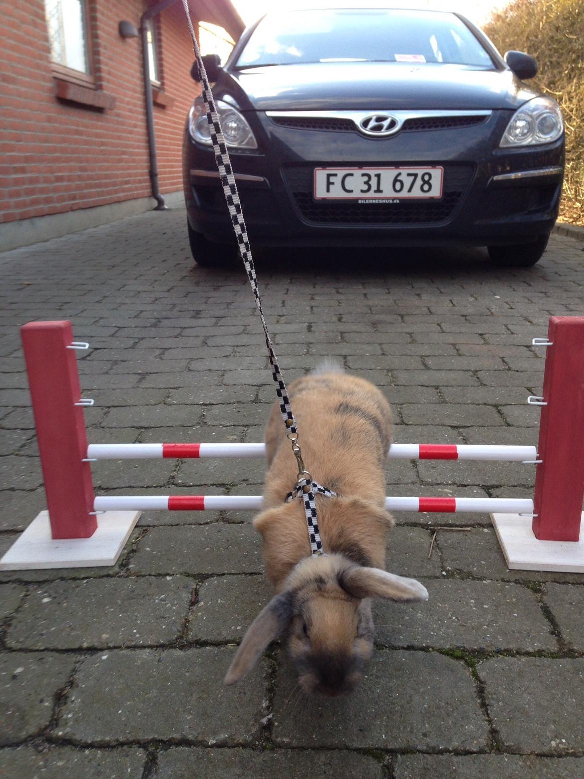 Kanin Peanut Butter Me Up billede 34