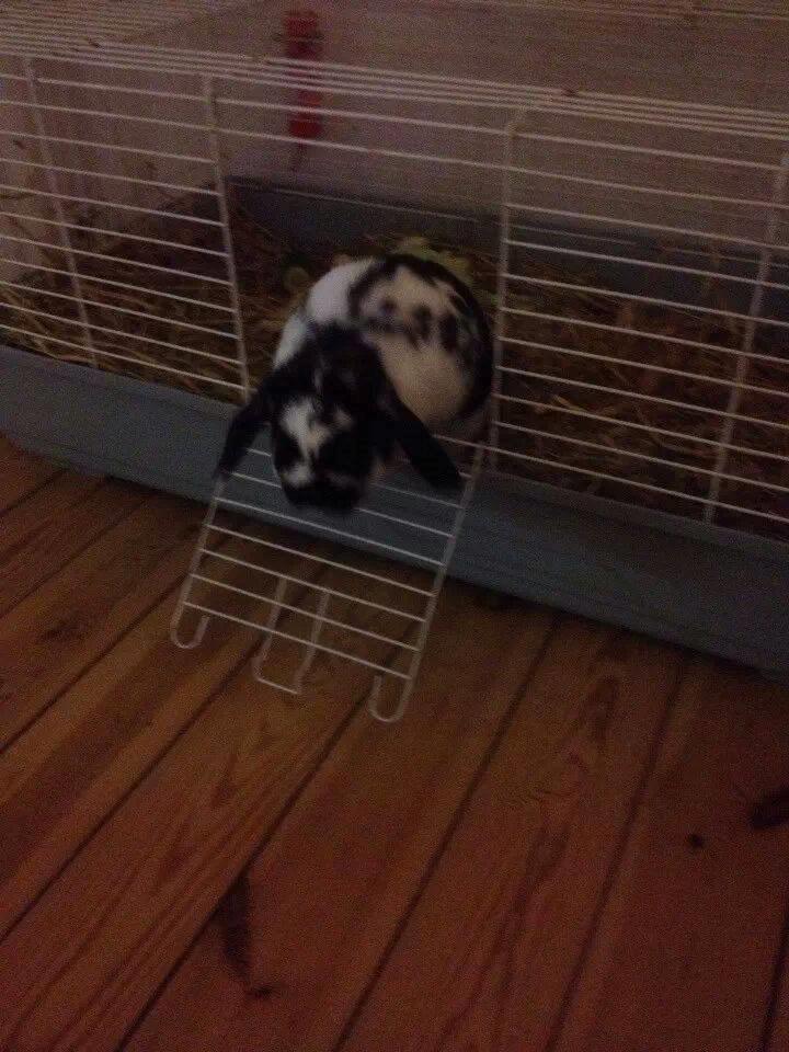 Kanin Mivsen billede 2