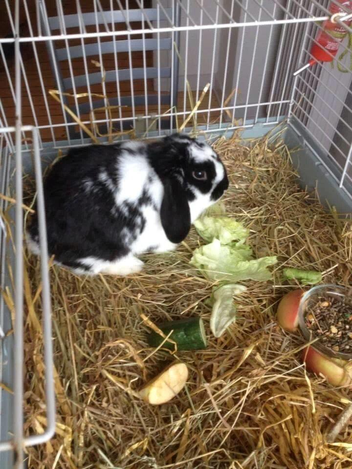 Kanin Mivsen billede 3