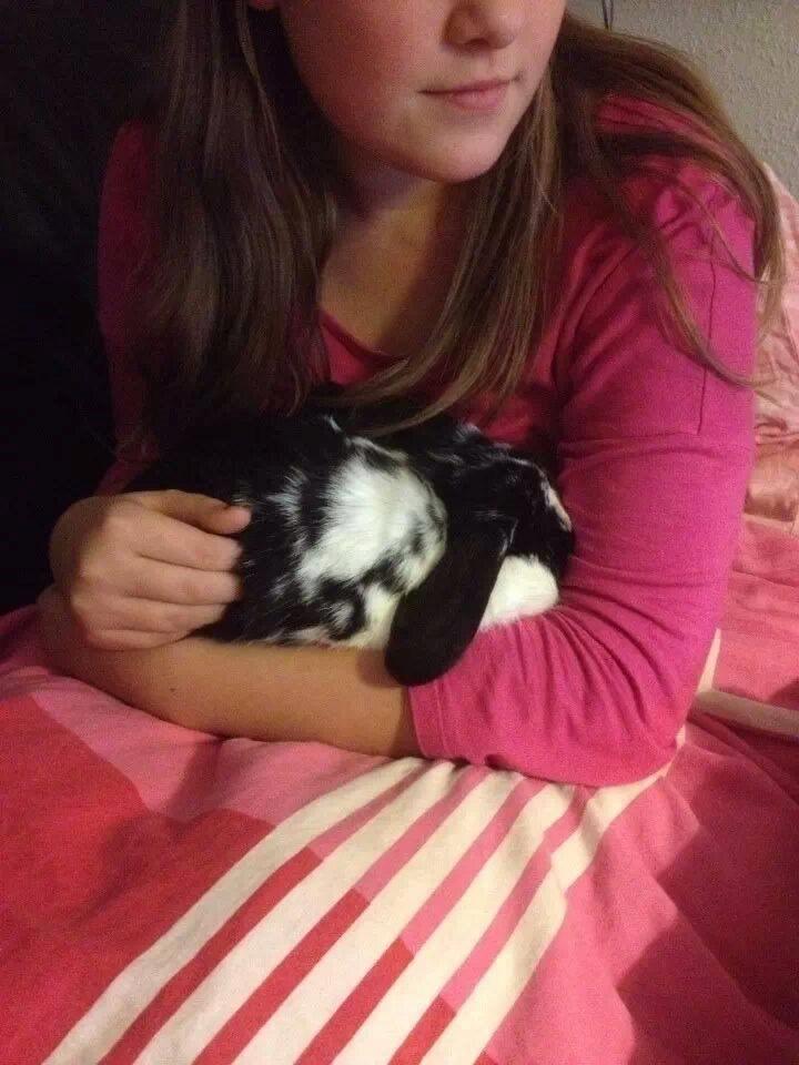 Kanin Mivsen billede 5