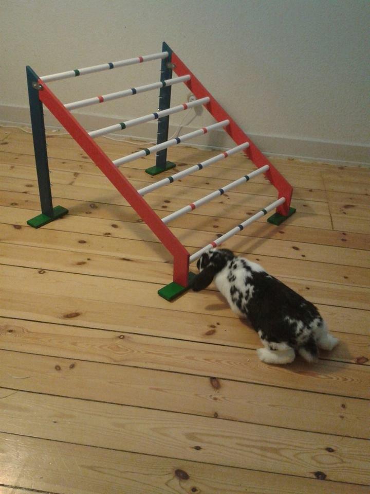 Kanin Mivsen billede 6