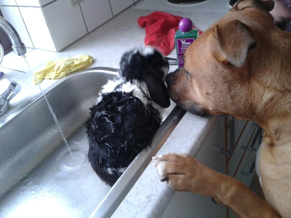 Kanin Mivsen billede 7