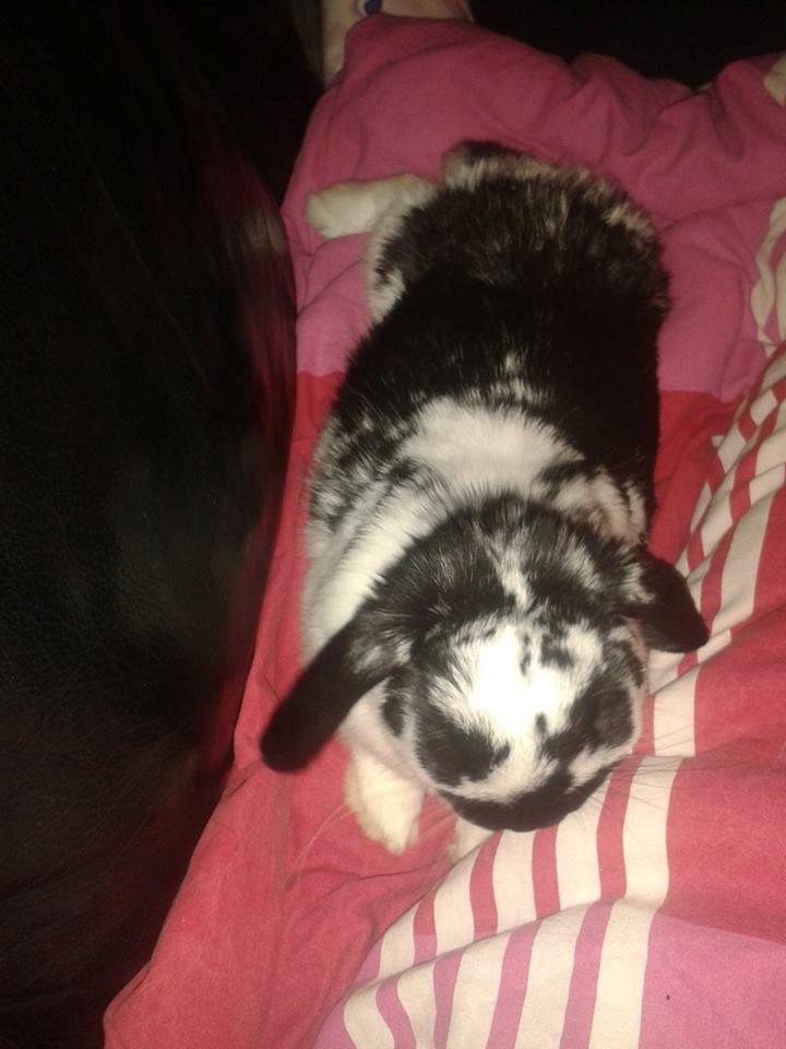 Kanin Mivsen billede 8