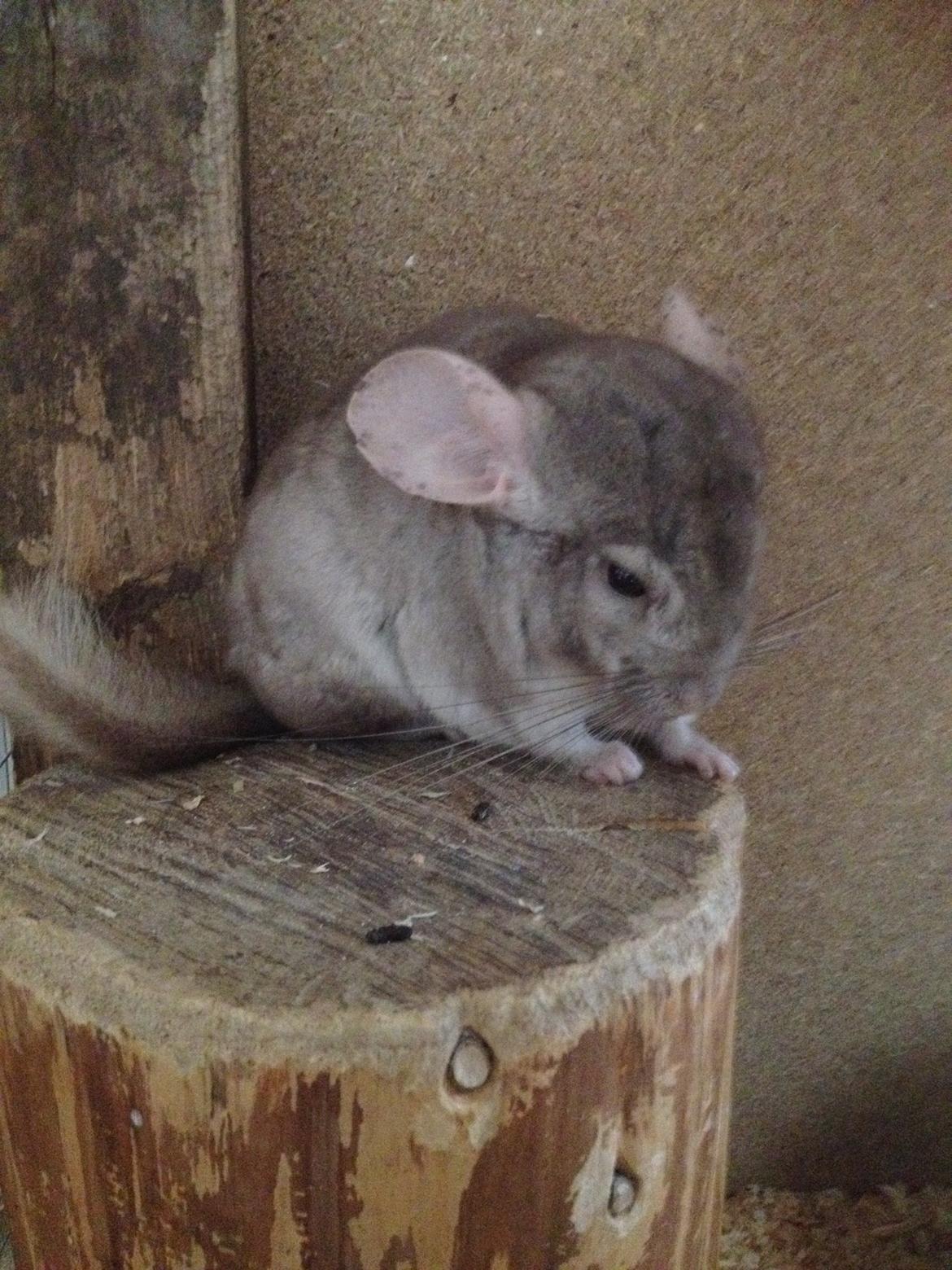 Chinchilla Sir Puf - sure<3 billede 8