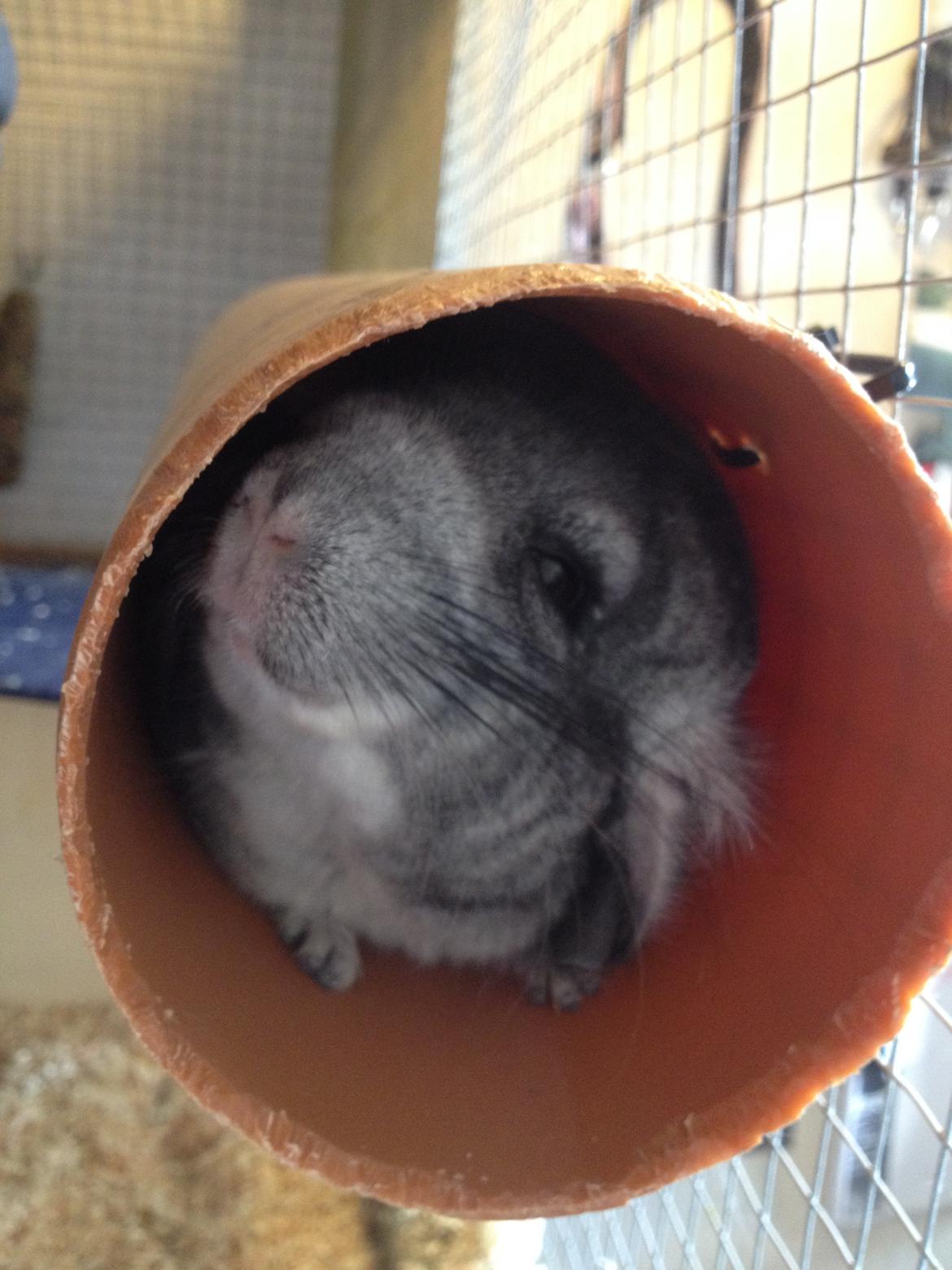Chinchilla Dina billede 14