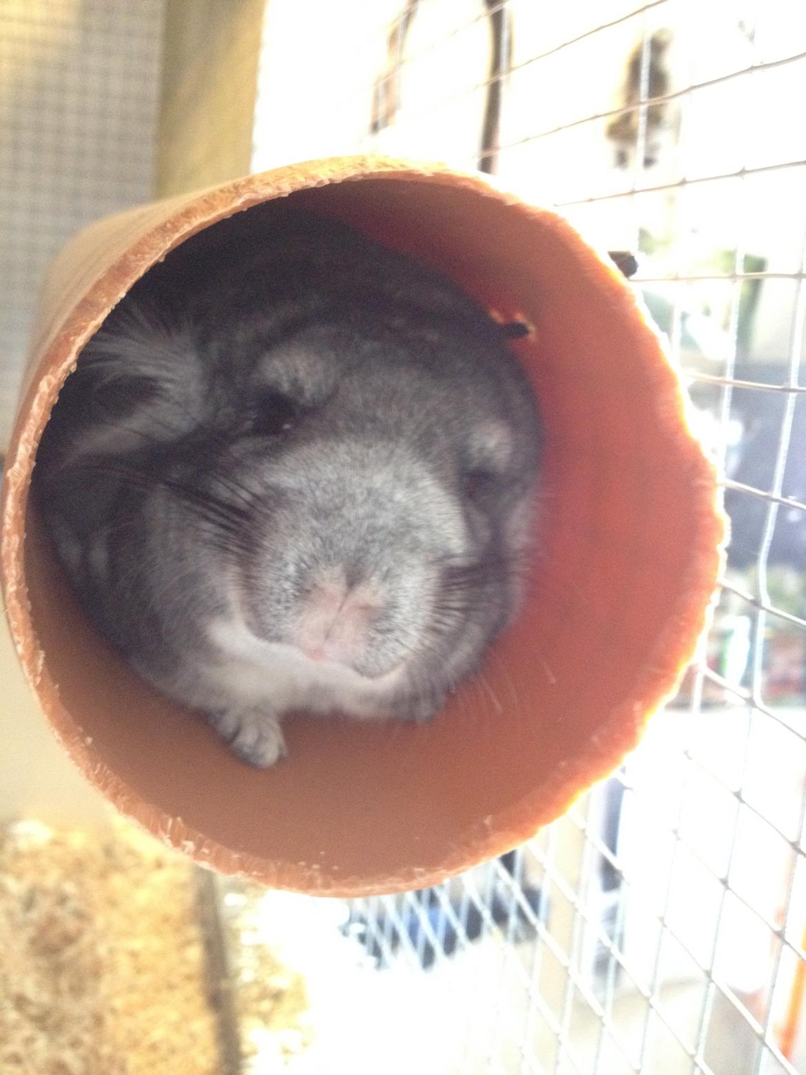 Chinchilla Dina billede 15