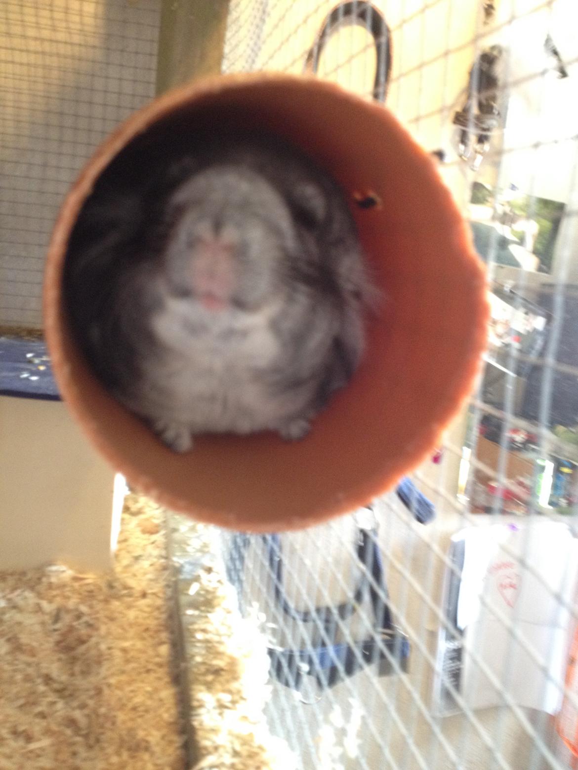 Chinchilla Dina billede 16