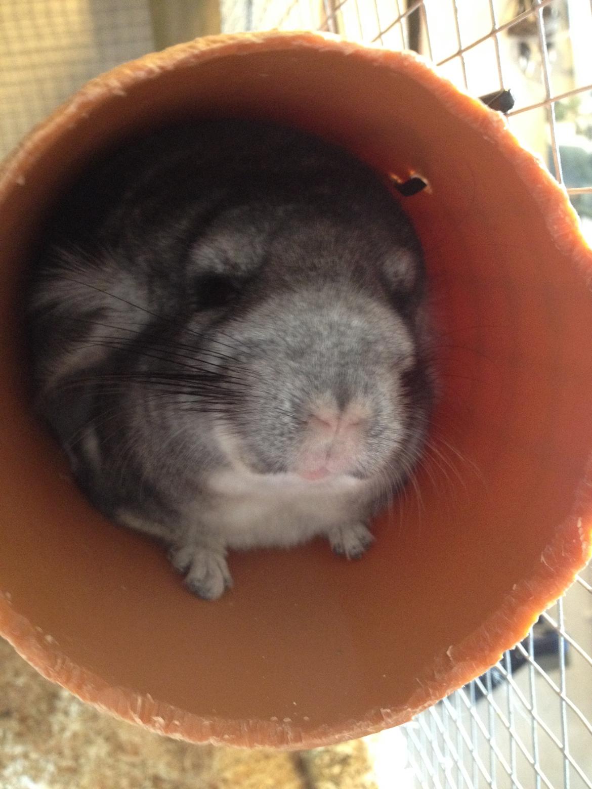 Chinchilla Dina billede 1