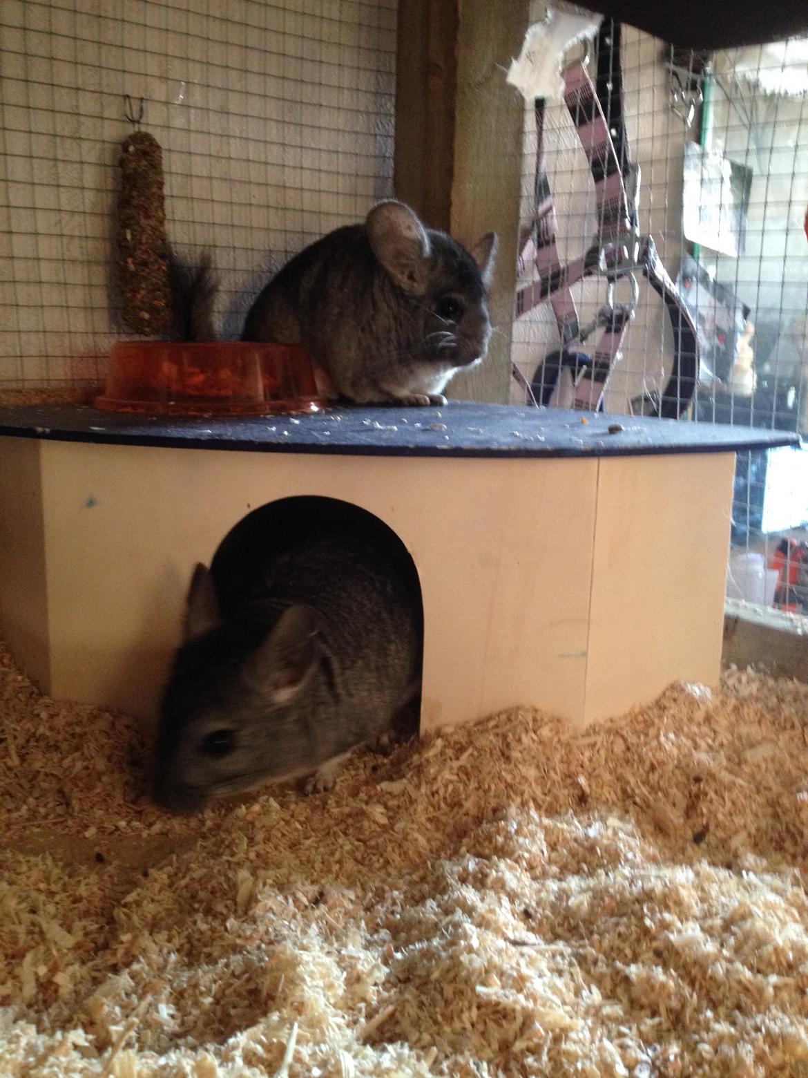 Chinchilla Dina billede 4