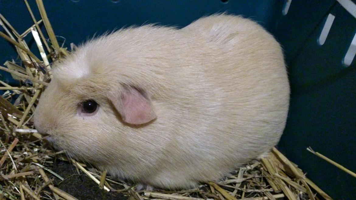 Marsvin Thor billede 5