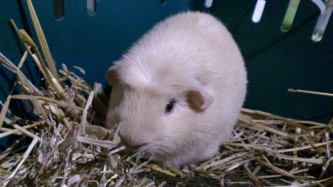 Marsvin Thor billede 7