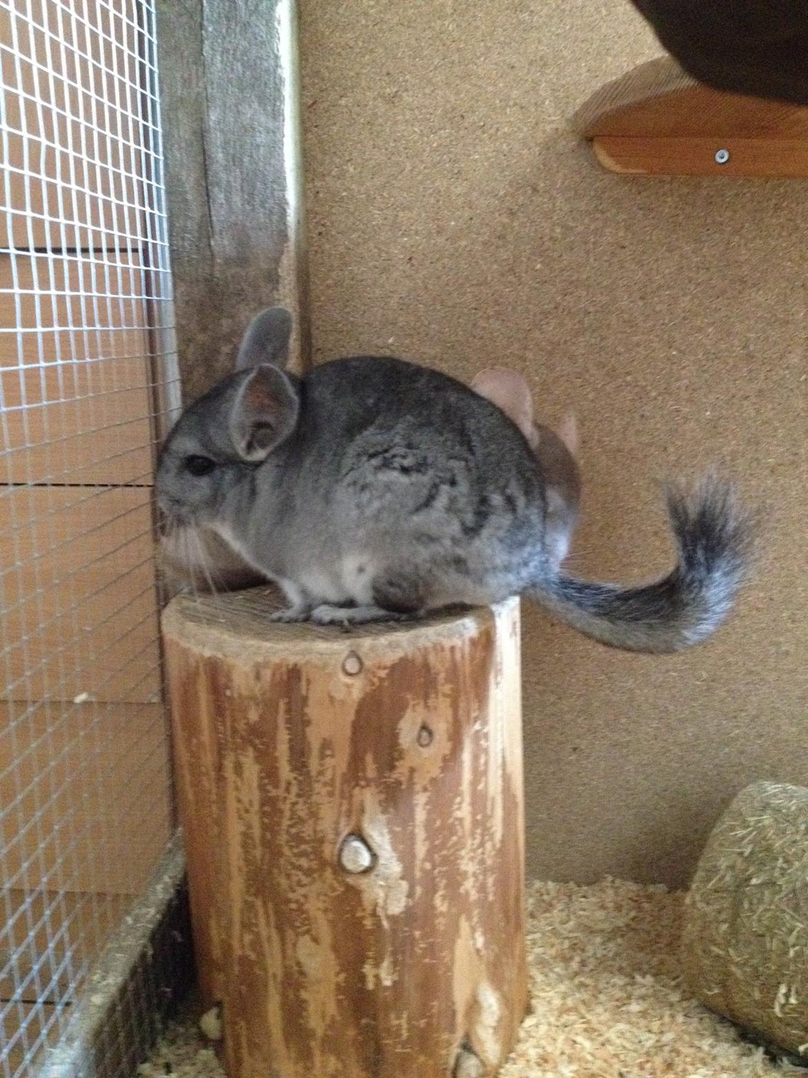 Chinchilla Mulle billede 2