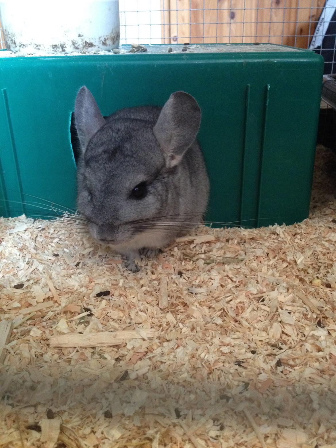 Chinchilla Mulle billede 1