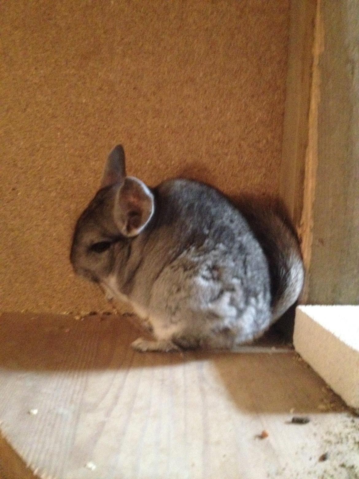 Chinchilla Mulle billede 11